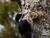 MG 6264c  Black-backed Woodpecker (Picoides arcticus) - male
